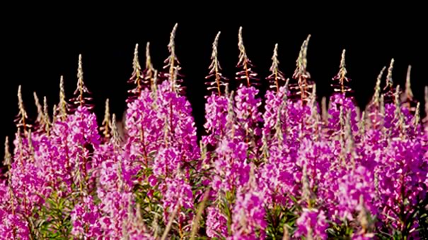 fireweed photo